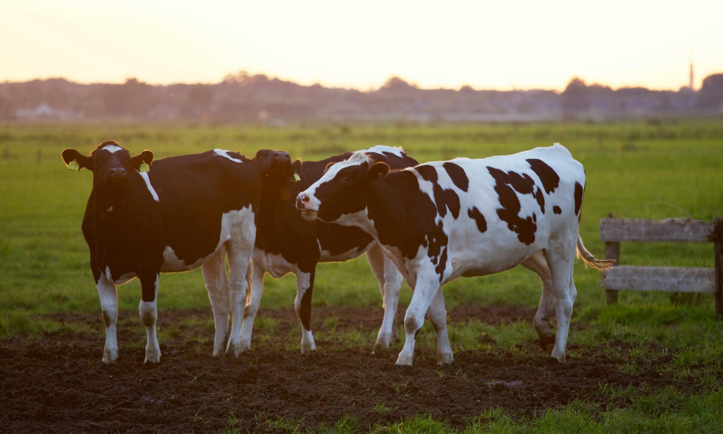 Three black and white cows in the foreground of a green paddock at sunrise.
