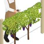 Harvesting